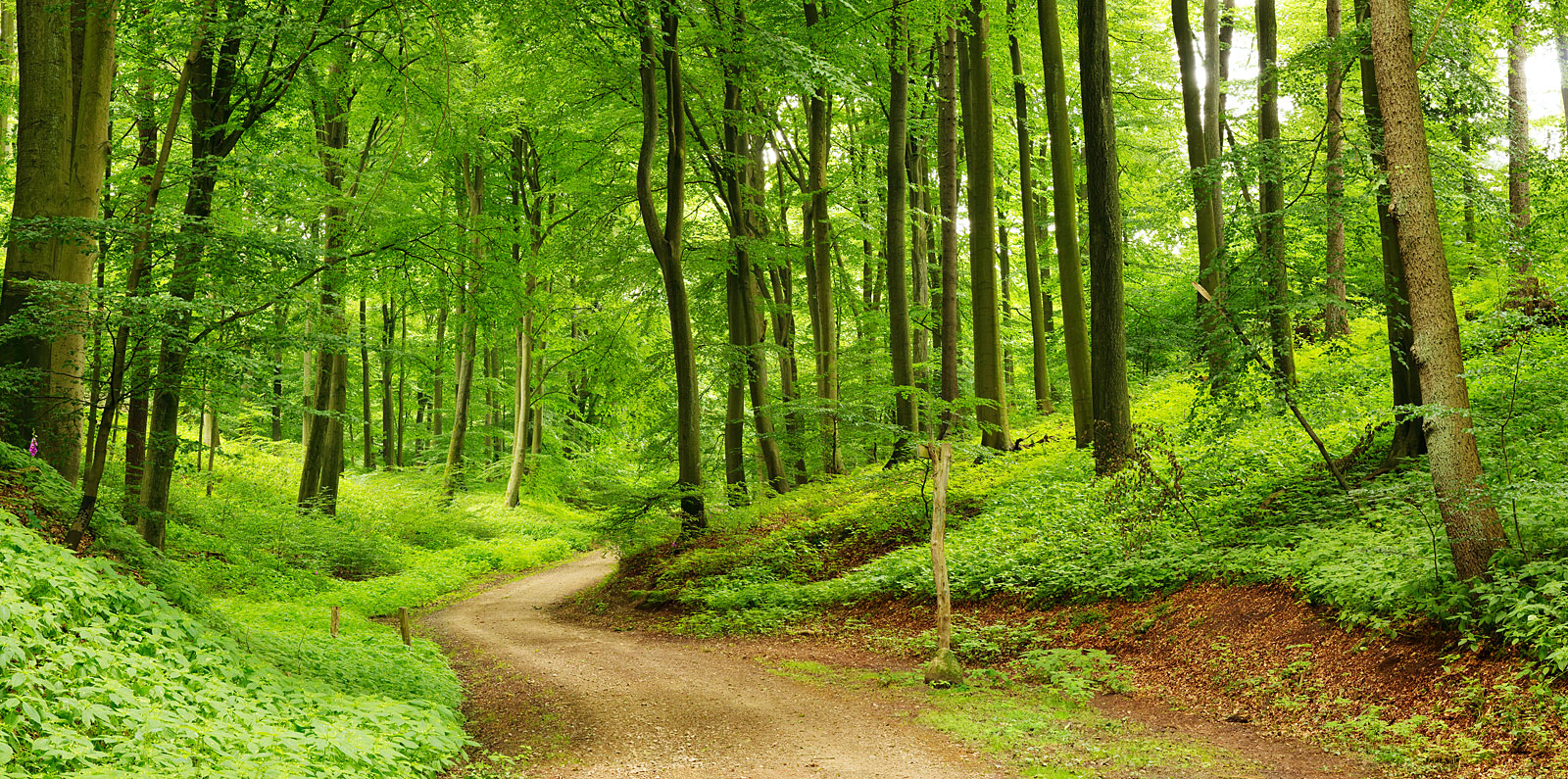 Natur im Bayerischen Wald